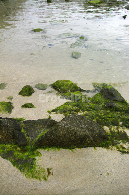 바다,해안,해변,풍경,모래사장,해초,해변,바다,beach,sea