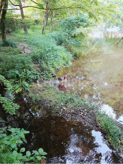오리,자연,동물,시냇물,강가,duck,자연,풍경,nature,landscape,outdoors,옥외,land,땅,water,물