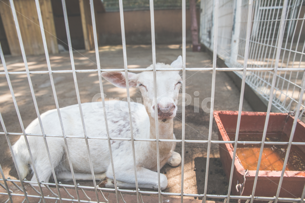 동물,염소,미소,animal,goat,smile,동물,animal,포유류,mammal