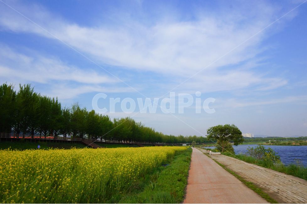 유채꽃,나무,노랑,봄,하늘,봄,계절,spring,season,자연,풍경,nature,landscape,한국자연풍경,한국자연경관,korea nature landscape,outdoors,옥외,field,들,grassland,목초지