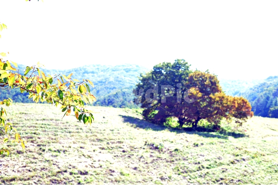 가을,풍경,낙엽,나무,나뭇입,단풍,과다노출,가을산,자연,풍경,nature,landscape,bush,부시,vegetation,초목,plant,식물,tree