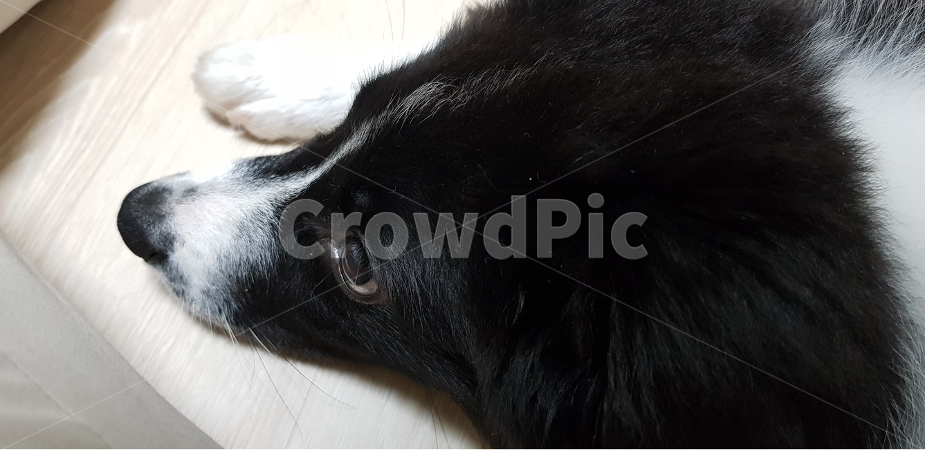 보더콜리,반련견,애완견,집개,개,강아지,콜리,동물,animal,포유류,mammal,개,강아지,dog,doggy