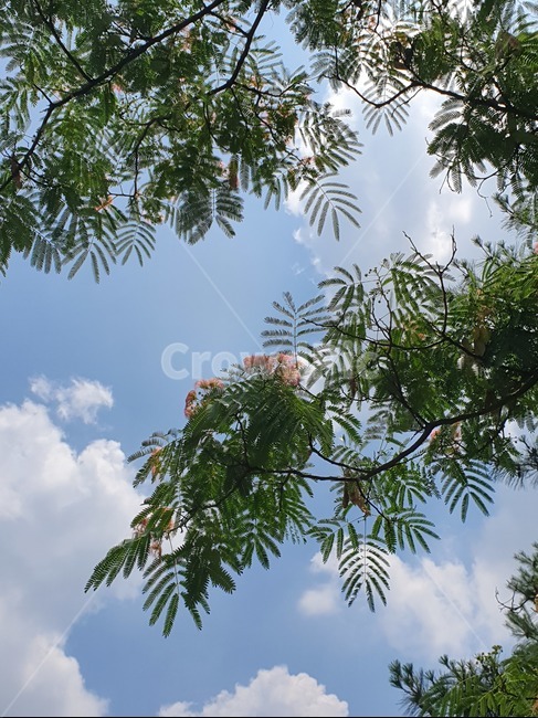 하늘,자귀나무,자연,여름,꽃나무,꽃,나무,leaf,plant,tree