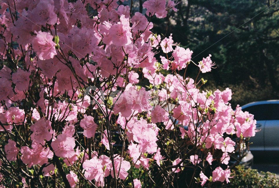 봄,벚꽃,감성,spring,cherryblossom,필름사진,정원,flower