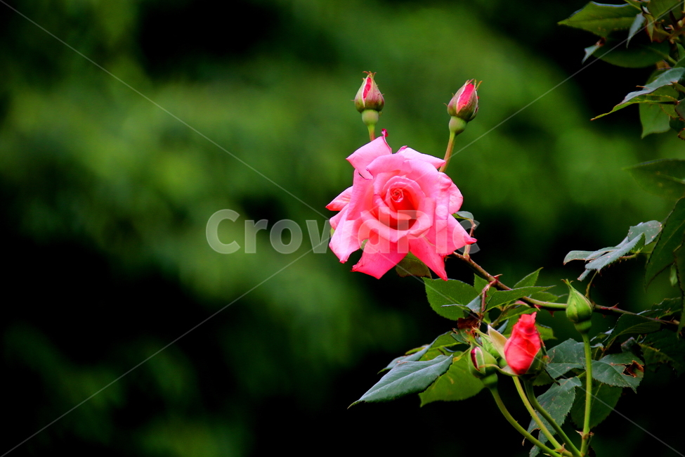 꽃,봄,식물,장미,자연,식물,자연,plants,nature,꽃,flower