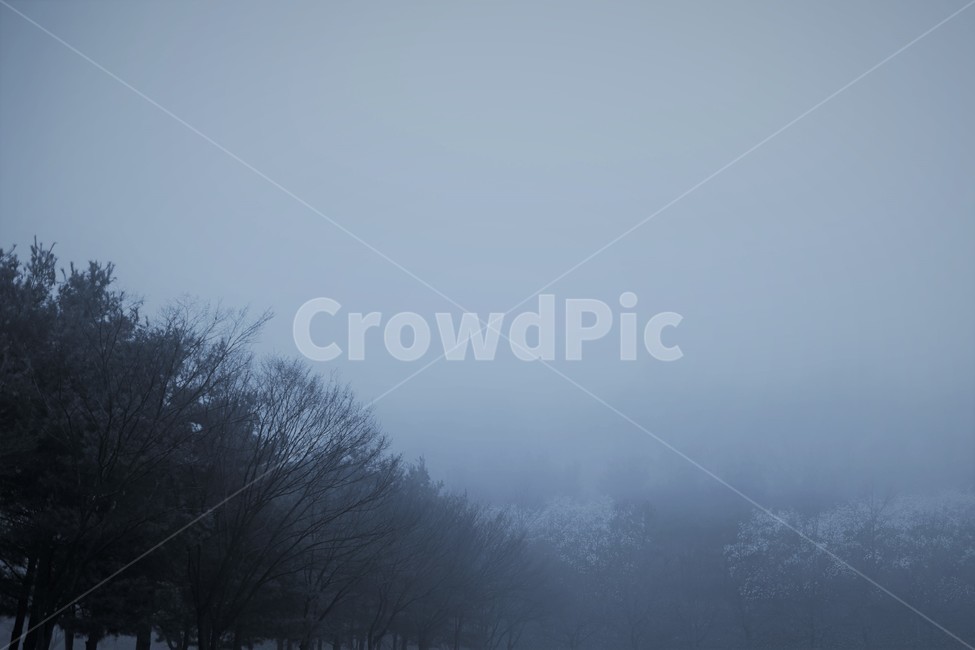 안개,소래,갯골,여명,나무,풍경,자연,풍경,nature,landscape,weather,날씨,outdoors,옥외