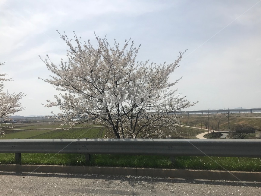 벚꽃나무,봄,설레임,벚꽃,맑음