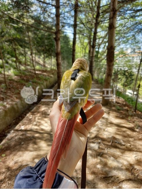 bird,conure,animal,parrot,walk,pet,Pineapple Conure
