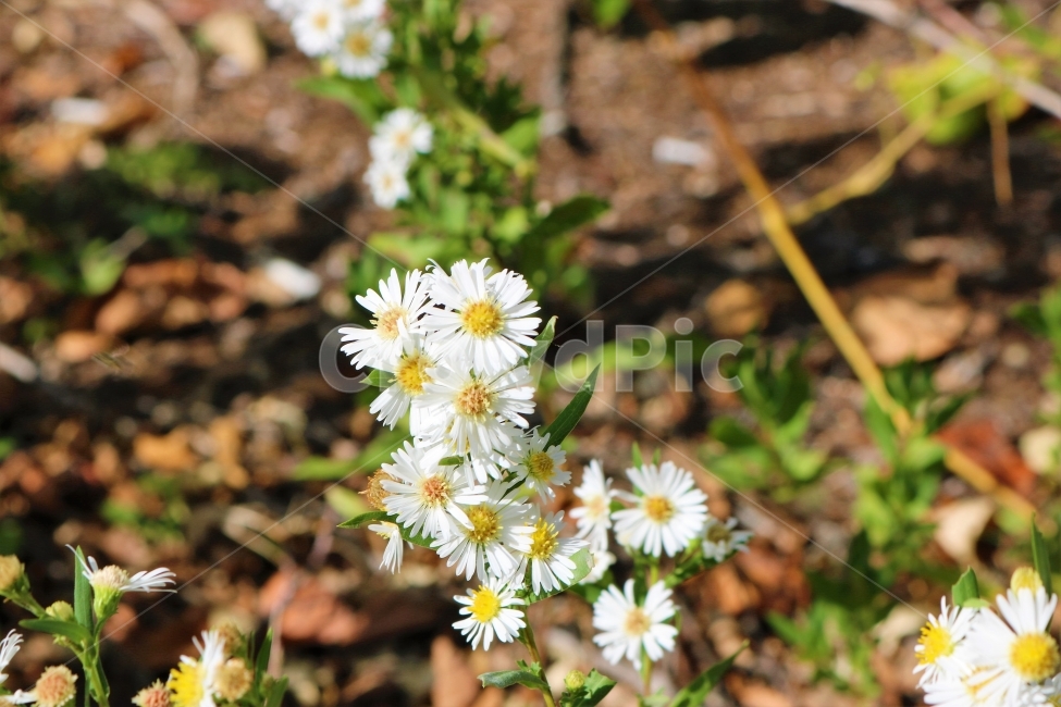 흰색꽃,흰꽃,꽃,자연,곤충,동물,휴식,봄,여름,꽃송이,이쁜꽃,감성,빈티지,색감,식물,힐링,yellow,flower,plants,풍경,풍경사진,nature,초록,초록색,공원,야외,흰색,식물,자연,plants,nature,꽃,flower