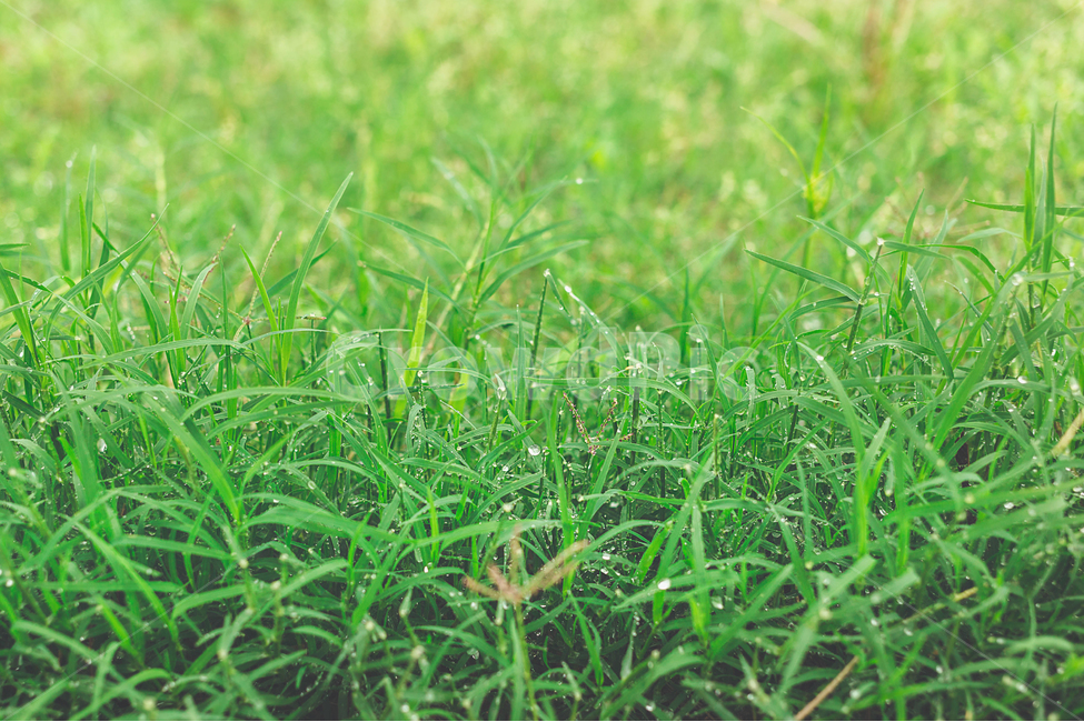 식물,빗물,비오는날,정원,공원,자연,빗방울,힐링,시원,잔디,이슬,식물,자연,plants,nature,비,비오는날,rain,rainy