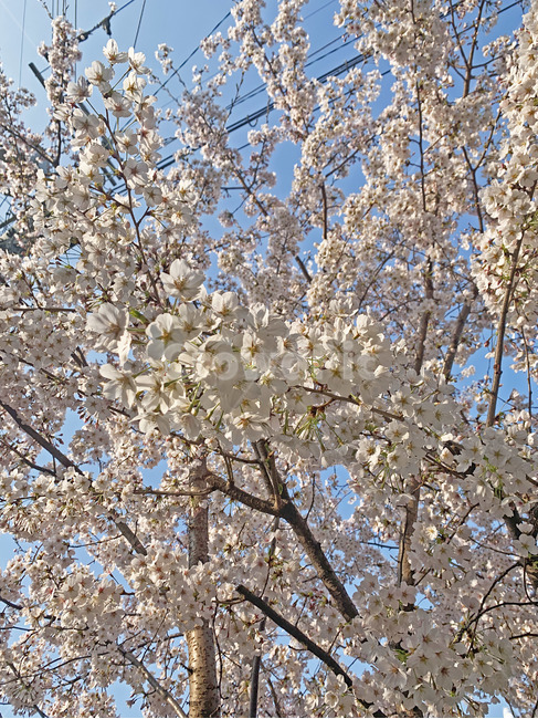 blossom,꽃,flower,식물,봄,벚나무,벚꽃