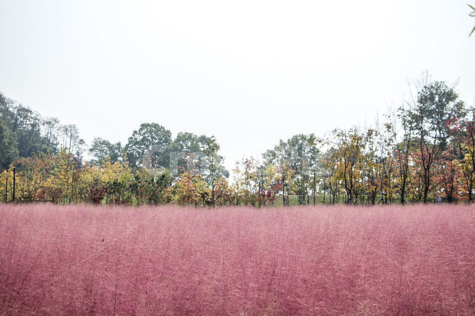 핑크뮬리,뮬리,식물,억새,자연,갈대,가을,계절,fall,autumn,season,field,들,nature,grassland,목초지,outdoors,옥외