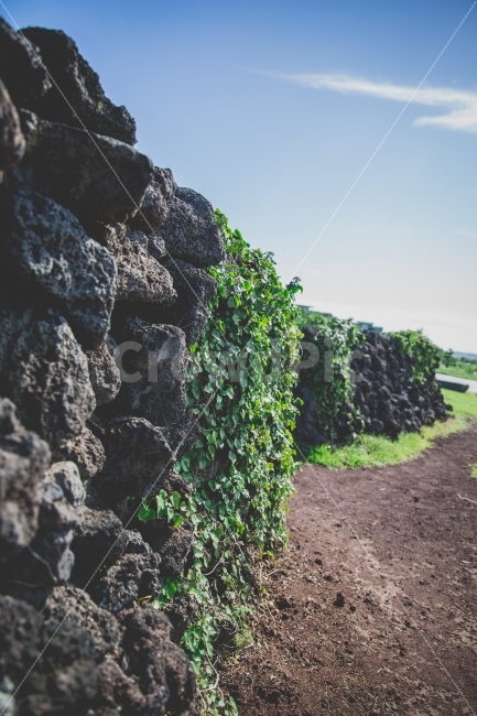 제주,돌담,식물,하늘,jeju,plant,sky,자연,풍경,nature,landscape,제주도,jeju,jeju island,outdoors,옥외