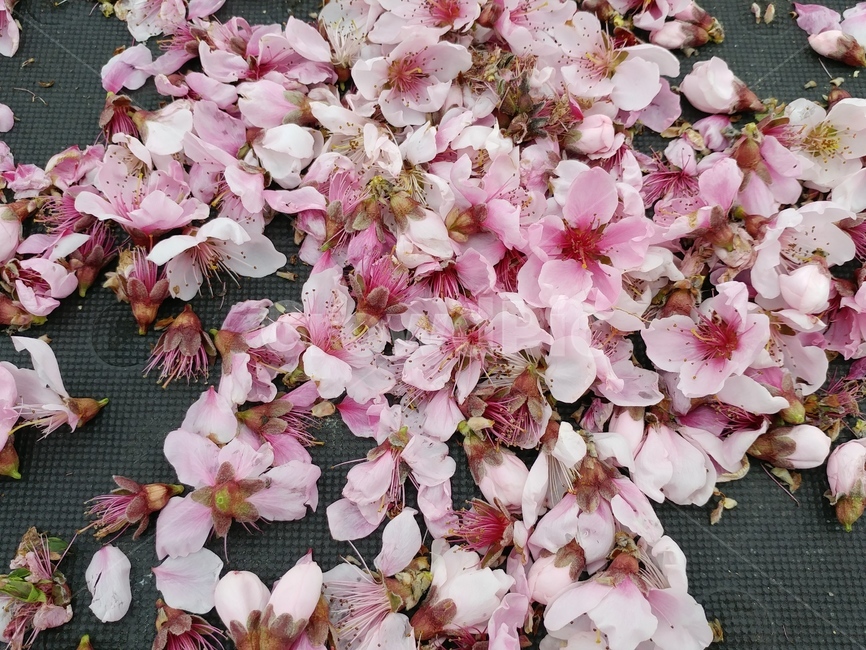 봄,낙화,복숭아꽃,떨어진꽃,분홍색,분홍꽃,pink,꽃,flower