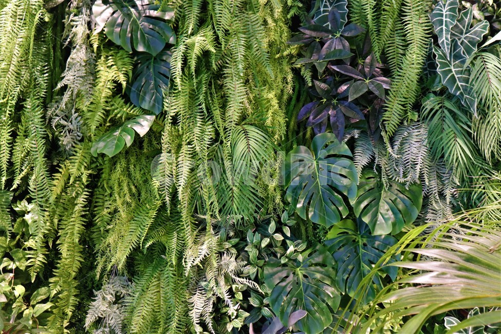 식물,벽,장식,인테리어,친환경,에코,풀,푸른,열대,벽지,잎,식물,자연,plants,nature