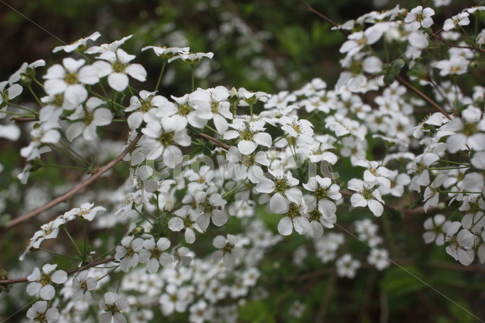 plant,식물,꽃,flower,조팝나무