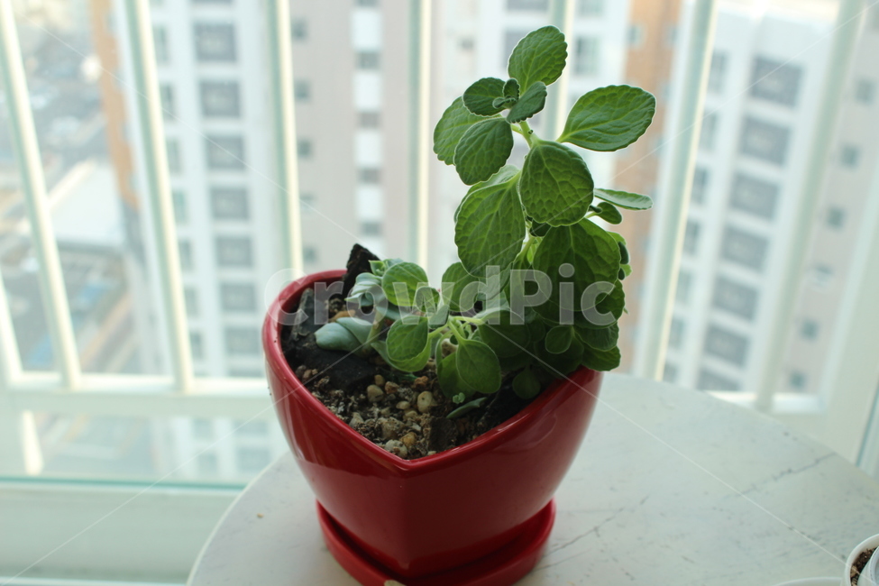 화분,항아리,jar,plant,식물,pottedplant,pottery,실내용화초,화분,화초,house plant