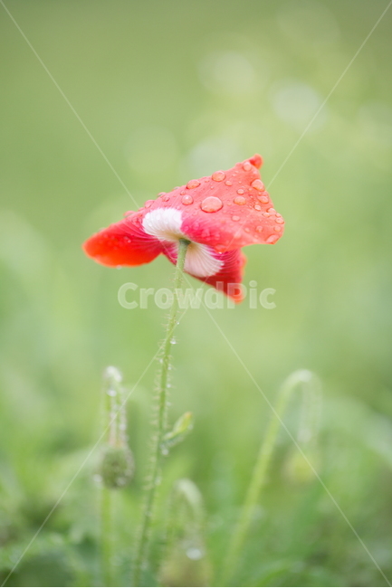 꽃,양귀비,빗방울,봄,붉은꽃,식물,자연,plants,nature,꽃,flower
