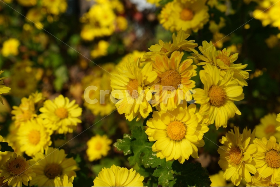 꽃,flower,식물,감성,blossom