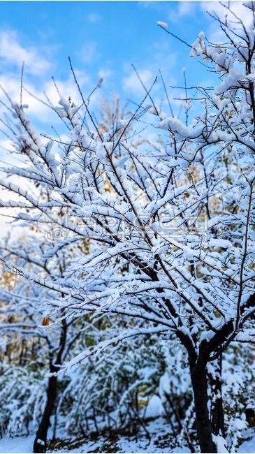 Snowflake,Sangodae,snow,winter,tree branch,snow scene,blue sky,clear day,refreshing,emotion,winter emotion,pretty,beautiful,nature,plant,close-up,winter background,KakaoTalk profile picture,background,desktop,design source,January,Ne