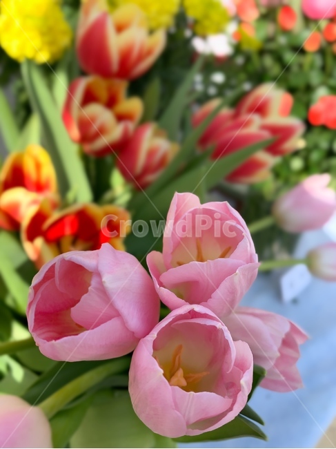 plant,식물,blossom,꽃,flower