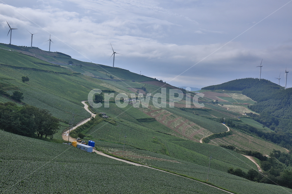 태백,바람의언덕,풍차,배추밭,초록,green,windmill,cabbagepatch,자연,풍경,nature,landscape,한국자연풍경,한국자연경관,korea nature landscape,slope,경사,outdoors,옥외