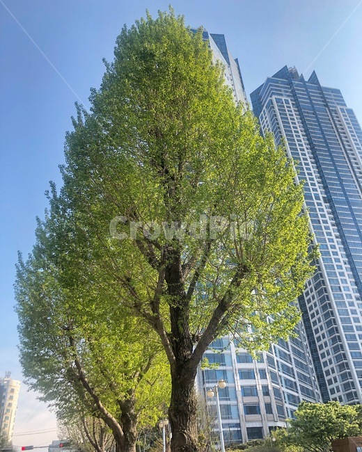 나무,도심속나무,도심속자연,도시자연,아파트,고층빌딩,맑음,초여름,여름