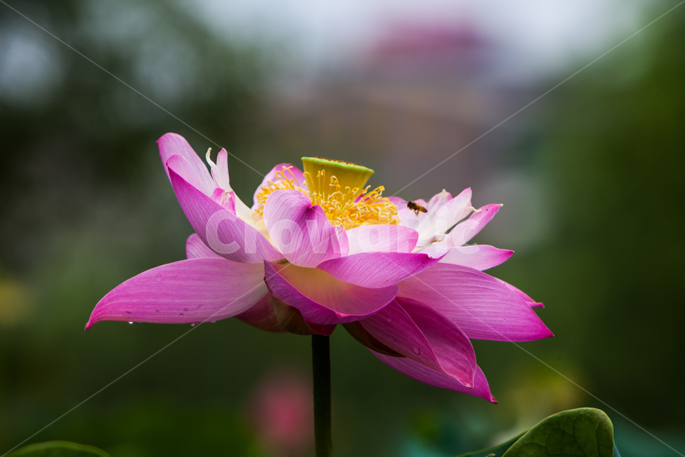 연꽃,청초,문양,무늬,자연,식물,자연,plants,nature,꽃,flower