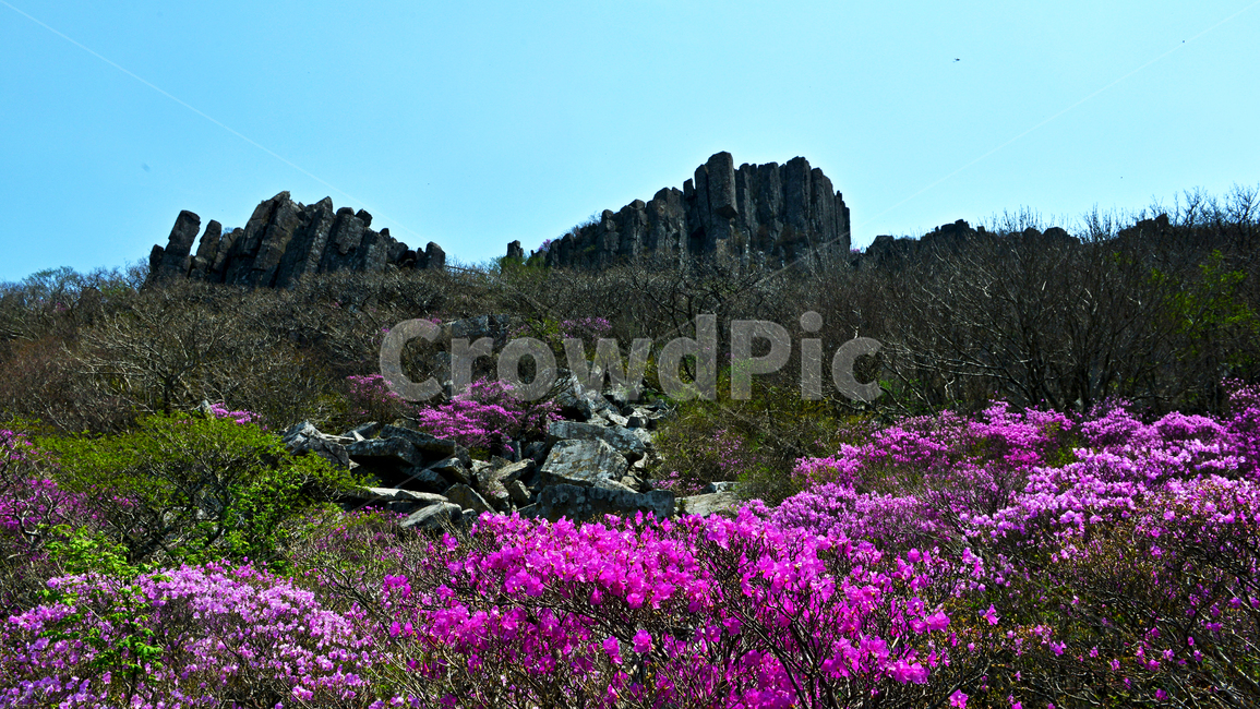 광주,무등산,무등산봄,봄,계절,서석대,입석대,주상절리대,철쭉,철쭉꽃,군락,철뚝군락,경치,경관,풍경,plant,식물,blossom,flower,꽃,outdoors,옥외,purple,보라색,nature,자연