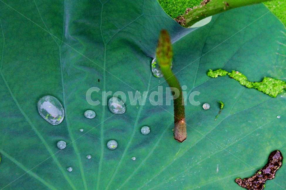 물방울,연잎,잎,lotus,waterdrop,식물,자연,plants,nature