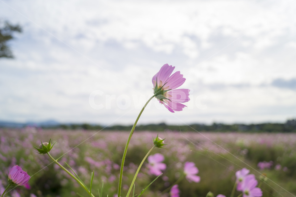 하중도,하늘,꽃,코스모스,꽃밭,가을,계절,fall,autumn,season,식물,자연,plants,nature,꽃,flower,plant