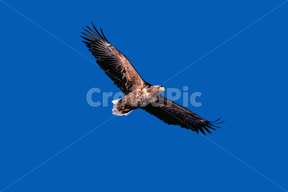 물수리,독수리,새,조류,동물,야생동물,비행,활공,osprey,eagle,animal,bird,동물,animal,조류,새,birds