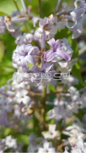 수수꽃다리,라일락,lilac,꽃,꽃잎,flower,bloom,blossom,petal,syringa,자연,nature,식물,plants,vegetation,나무,수목,목본식물,tree,woody,봄,spring,springtime,봄꽃,관목,shrub,bush,scrub,낙엽수,deciduous,활엽수,broadleaf,야생,wild,야생화,wildflower,식물,자연,plants,nature,꽃,flower