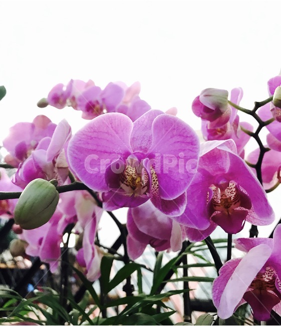 꽃,플라워,식물,향기,봄꽃,식물,자연,plants,nature,꽃,flower