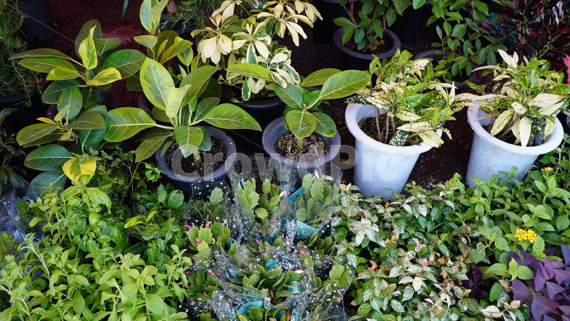 시장구경,장구경,화분,시장풍경,꽃집,실내용화초,화분,화초,house plant