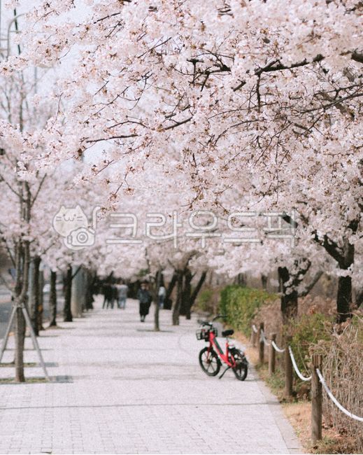 cherry blossom,spring,pink,bicycle,cherry blossom road,street