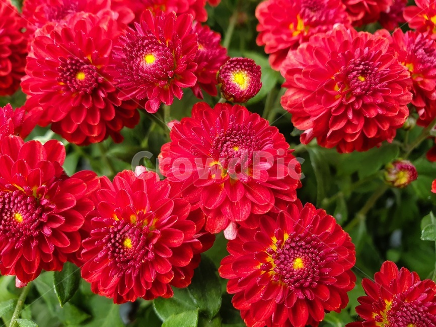 dahlia,달리아,flower,꽃,plant,식물,blossom,국화,가을,식물,자연,plants,nature,꽃,flower