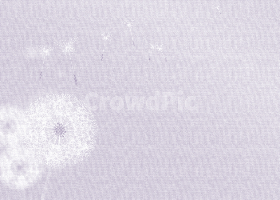 Dandelion Holly,ppt background,Dandelion Seed Background,purple background,dandelion flower background,dandelion background,PowerPoint background