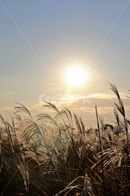 갈대,공원,하늘,햇빛,reed,park,sky,가을,계절,fall,autumn,season,식물,자연,plants,nature,grass,잔디,plant,lawn