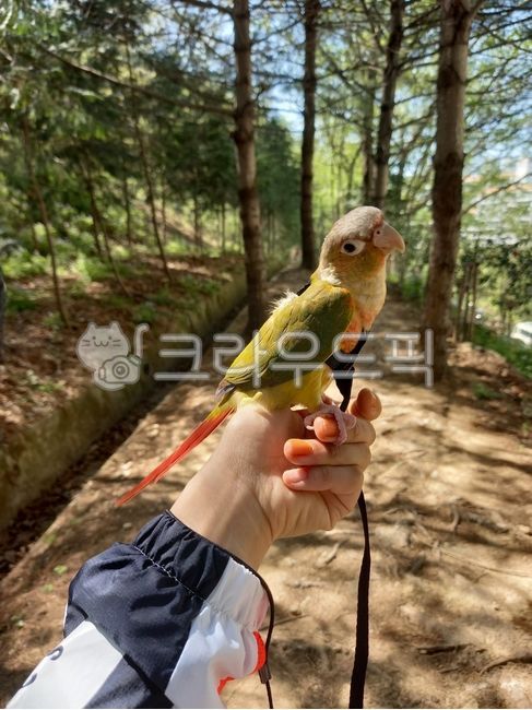 bird,conure,animal,parrot,walk,pet,Pineapple Conure