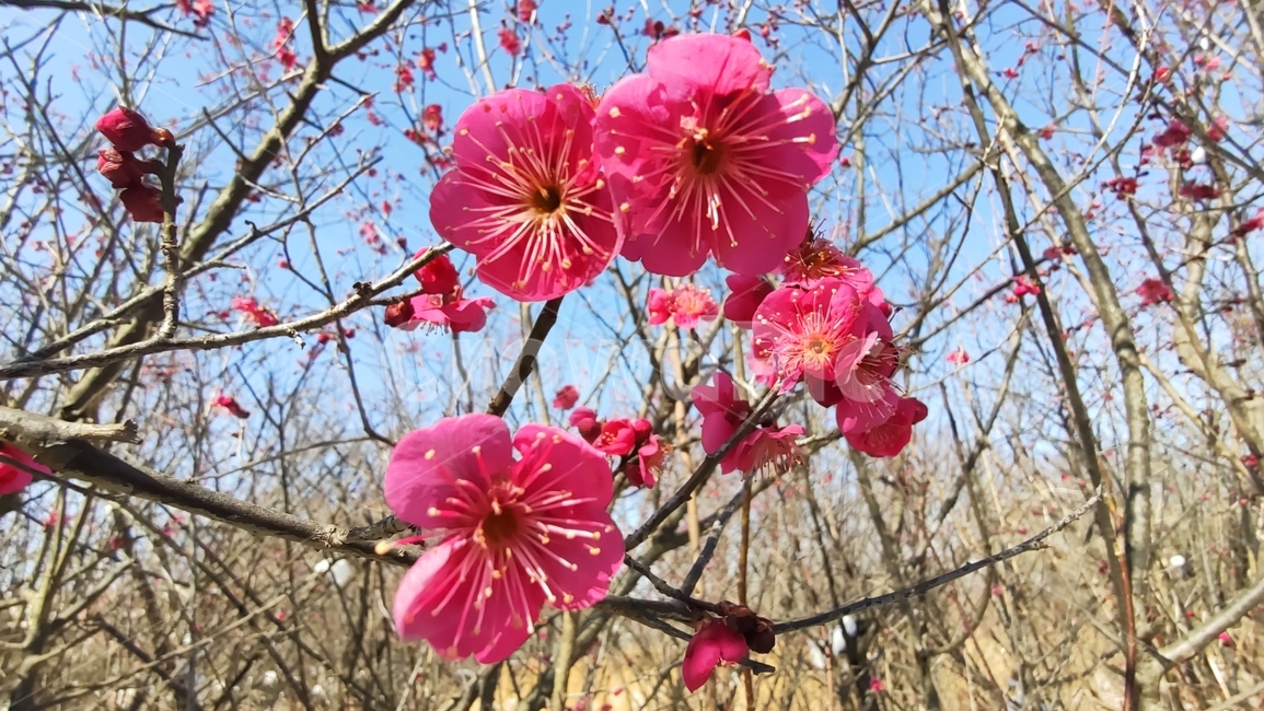 홍매화,매화,매화꽃,붉은매화꽃,홍매,자장매,maehwa,plant,식물,flower,blossom,꽃,식물,자연,plants,nature,꽃,flower