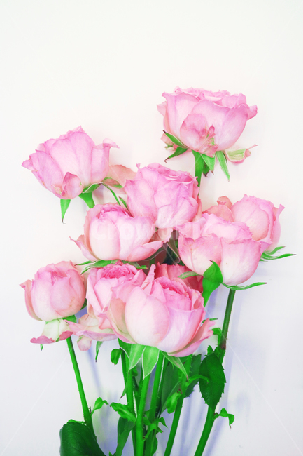 장미,장미꽃,분홍장미,로즈,분홍꽃,꽃,꽃다발,오브젝트,누끼,백그라운드,핑크,핑크로즈,자나장미,꽃,flower,기념일,축하,anniversary,congratulation,celebrate,celebration