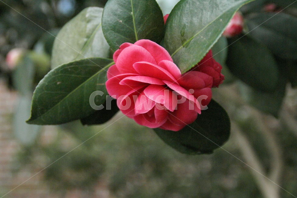 rose,장미,꽃,flower,식물,plant