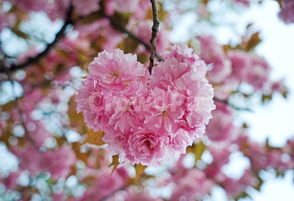 겹벚꽃,왕벚꽃,벚꽃,하트벚꽃,하트꽃,봄꽃,핑크,분홍,꽃,봄,봄,계절,spring,season,plant,식물,flower,blossom