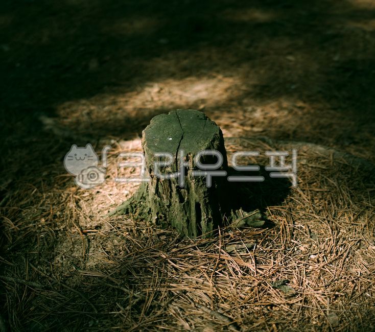 forest,tree stump,plant,stub,tree