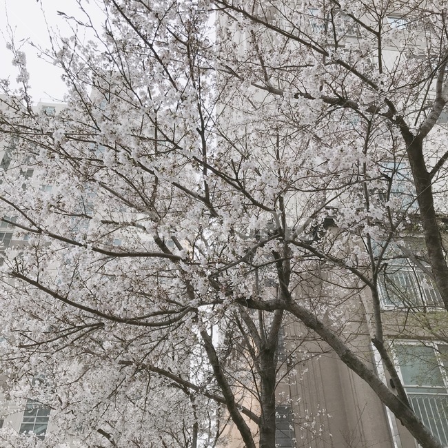 꽃,봄,벚꽃,나무,계절,따뜻,분홍