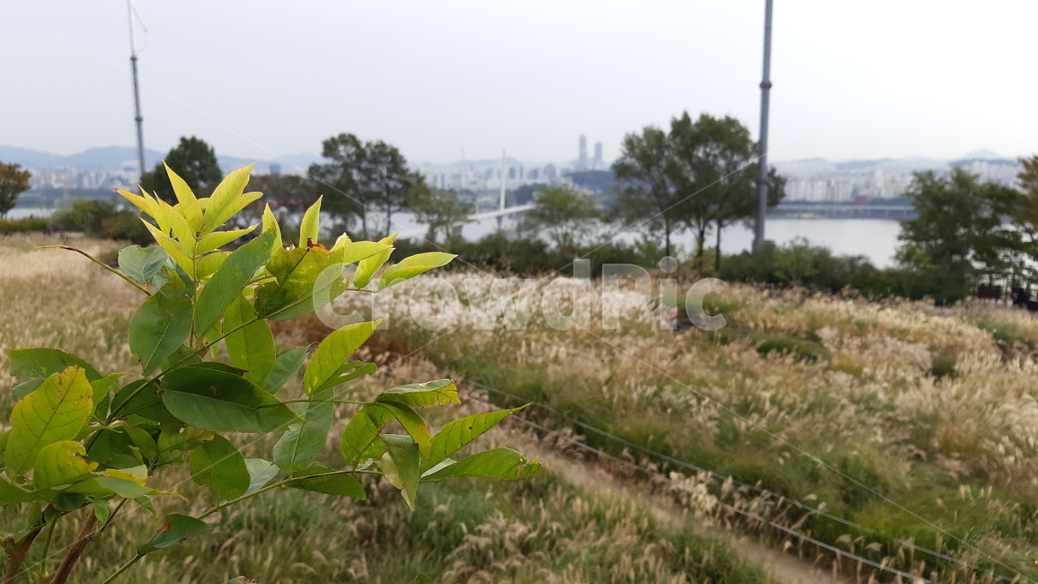 자연,식물,풍경,나뭇잎,시골,잎사귀,밭,초록색,초록,식물,자연,plants,nature