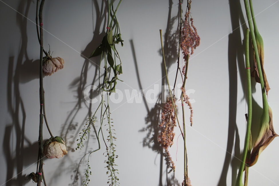 꽃,꽃말리기,floraldesign,flowerarrangement,blossom,핸드부케,부케말리기,식물,plant,꽃,flower