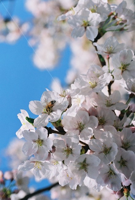 벗꽃,봄,꽃,식물,cherryblossom,spring,season,봄,계절,spring,season,식물,자연,plants,nature,꽃,flower,plant