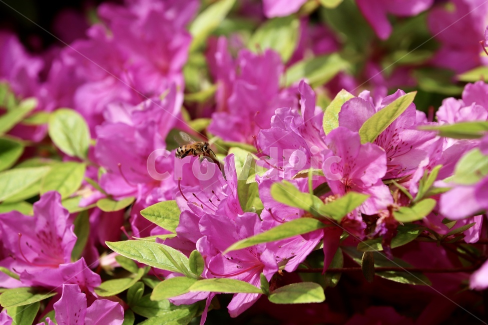 철쭉,보라색,봄,꽃,꿀벌,봄,계절,spring,season,식물,자연,plants,nature,꽃,flower,동물,animal,곤충,벌레,insect,bug,geranium,제라늄,plant,blossom,bee,벌,invertebrate,무척추 동물,honey bee